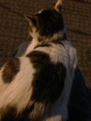 Photo 51