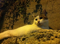 Photo 43