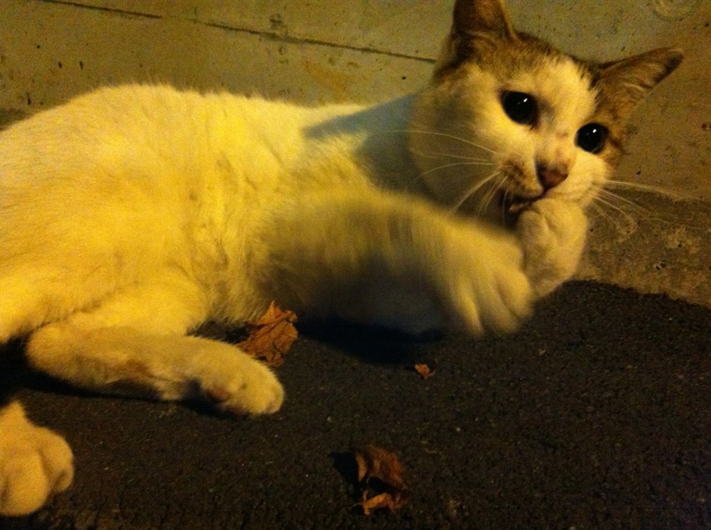 Photo 47