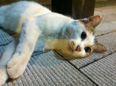 Photo 41