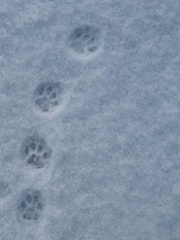 猫の足跡?