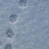 猫の足跡?