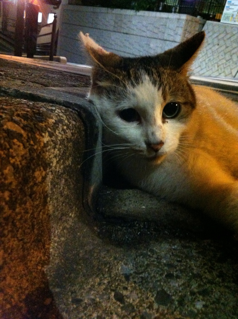 Photo 38