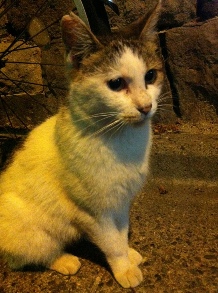 Photo 25