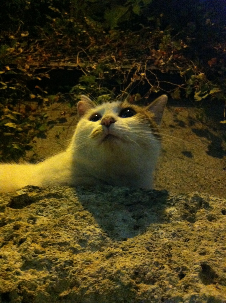 Photo 49
