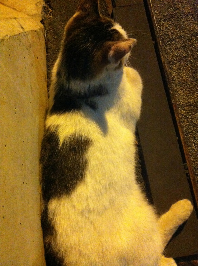 Photo 36