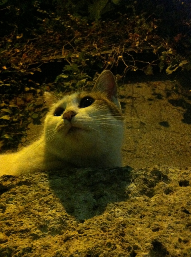 Photo 44