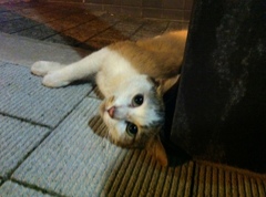 Photo 37
