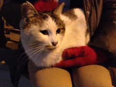 Photo 45