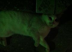 2012.4.10.白