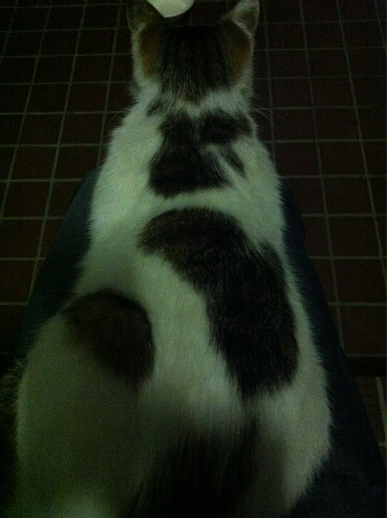 2012.6.3.白