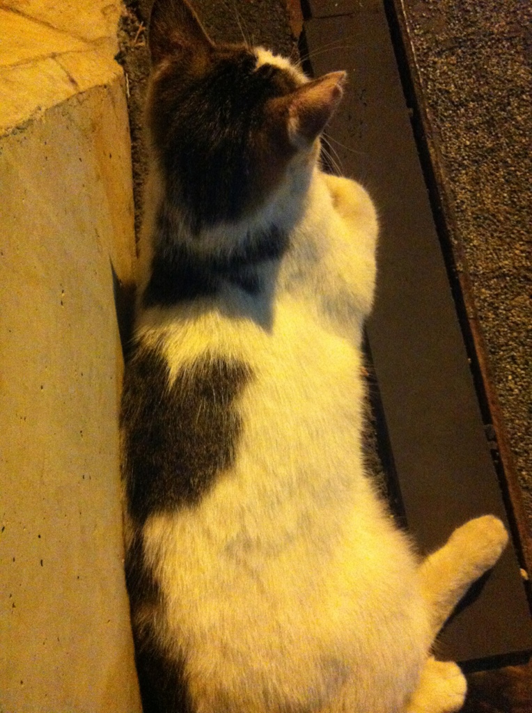 Photo 35
