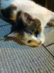 Photo 40