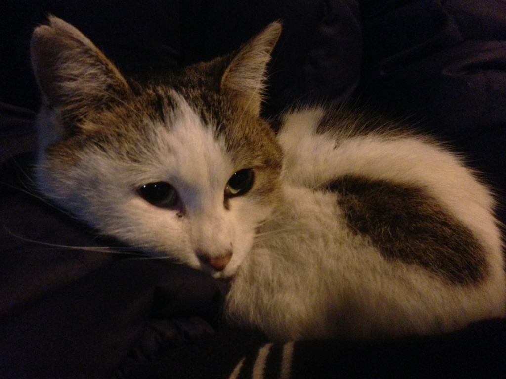 Photo 52