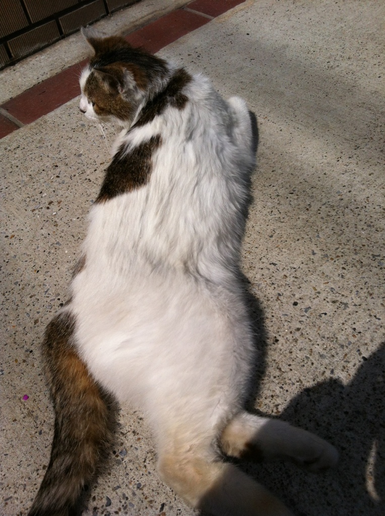 Photo 15