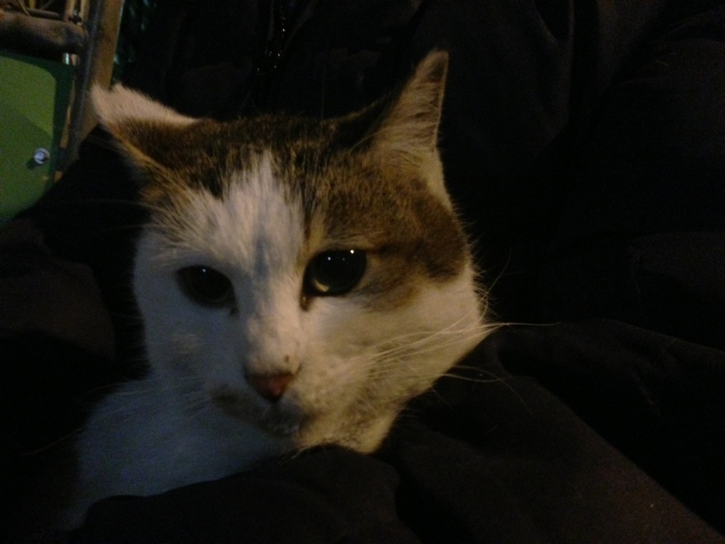 Photo 46