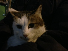 Photo 46