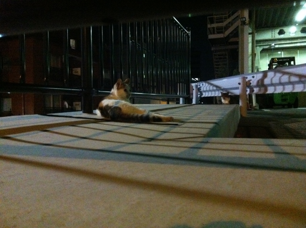 Photo 8