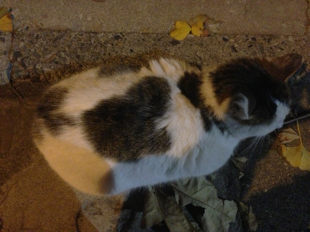 Photo 50