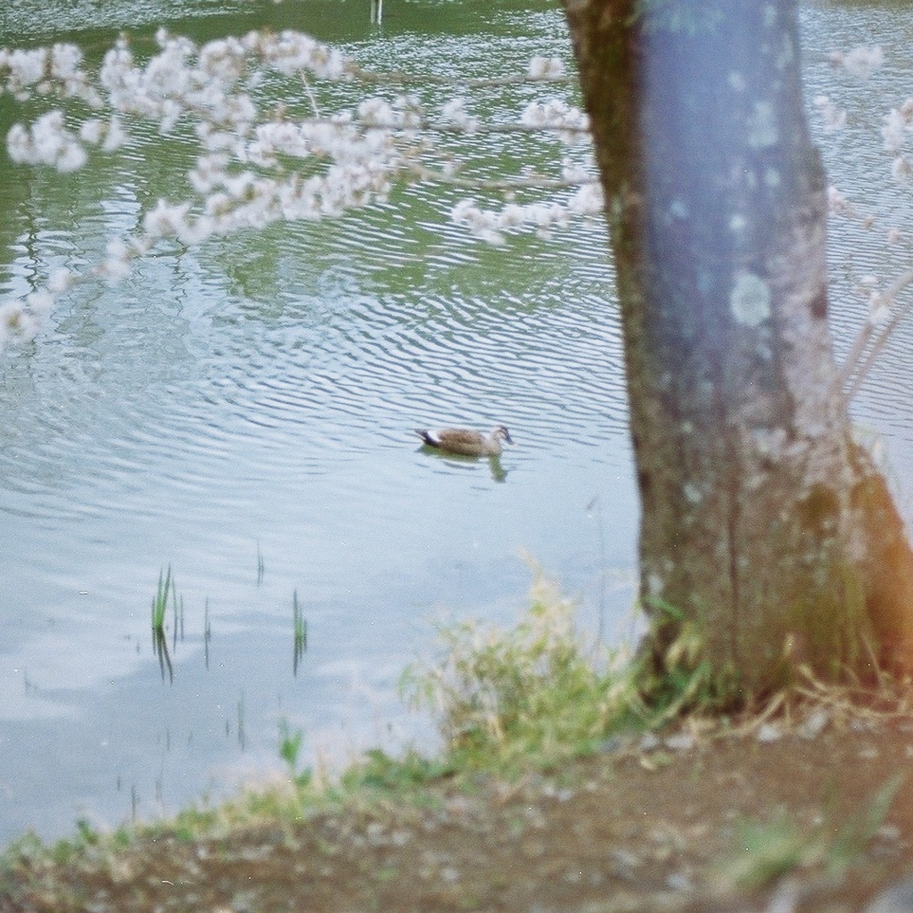 spring day