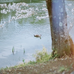 spring day