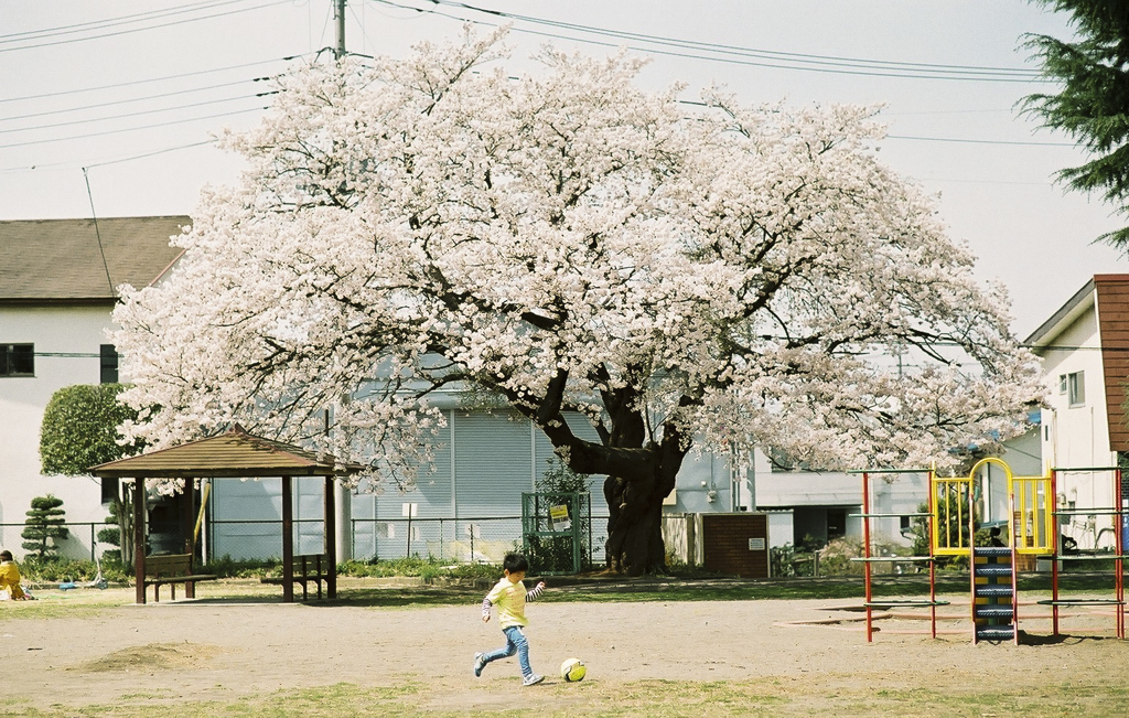 桜