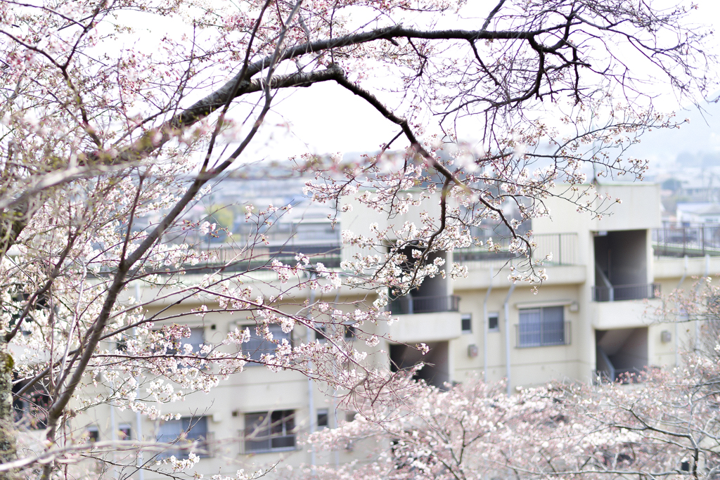桜散歩　２
