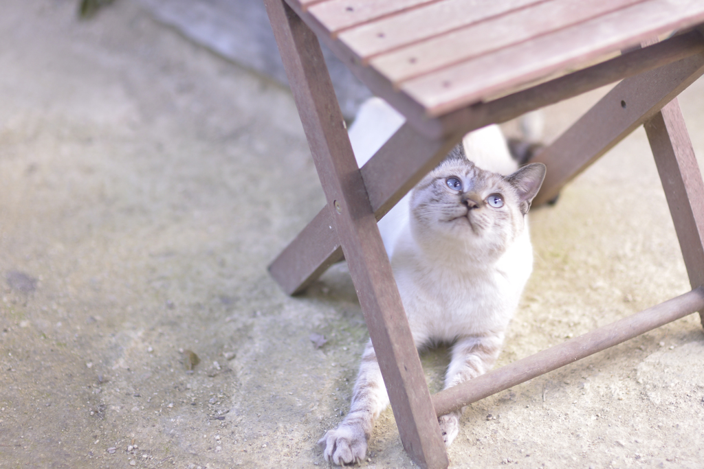 おシャムさん