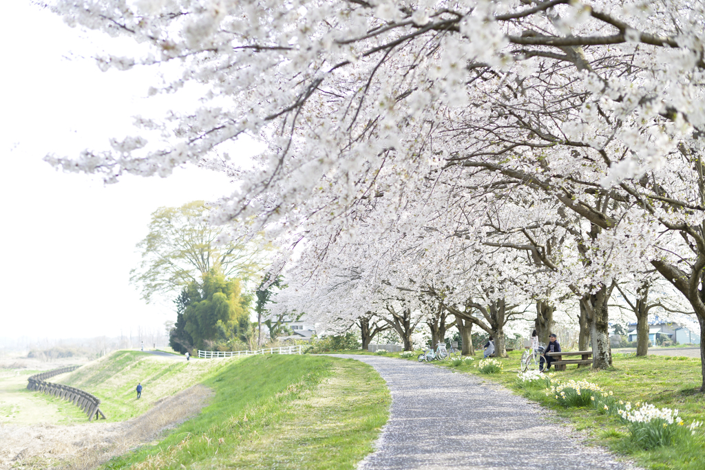 桜堤