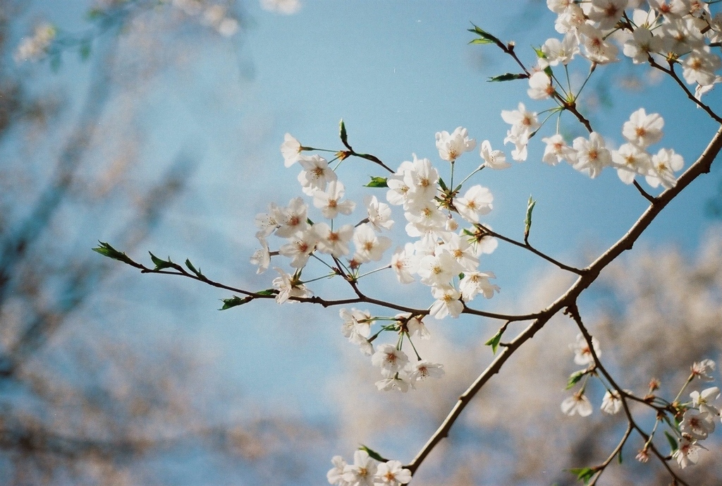 sakura