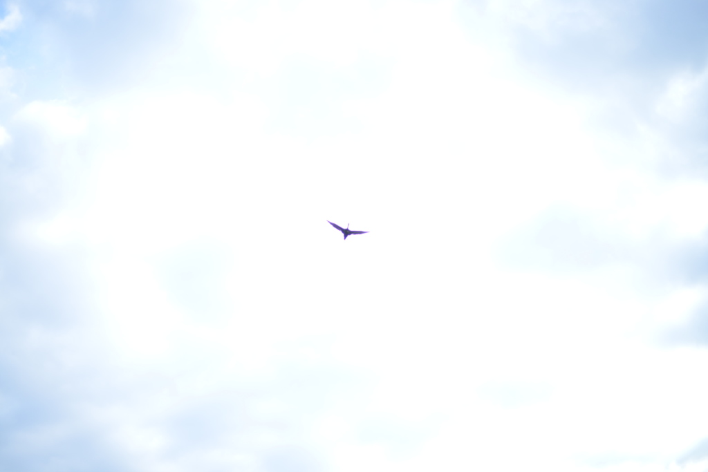 Sky and bird