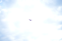 Sky and bird