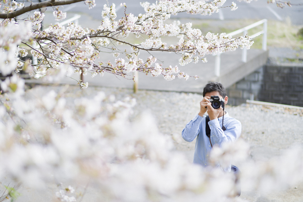 桜散歩　1