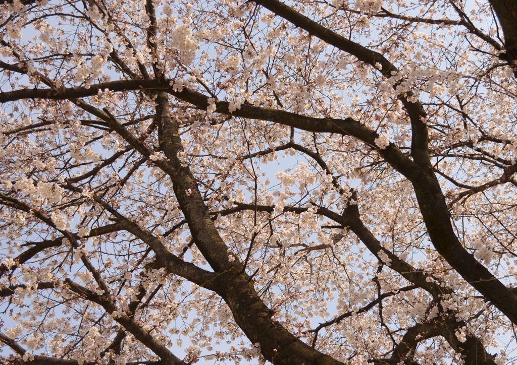 Under the sakura tree