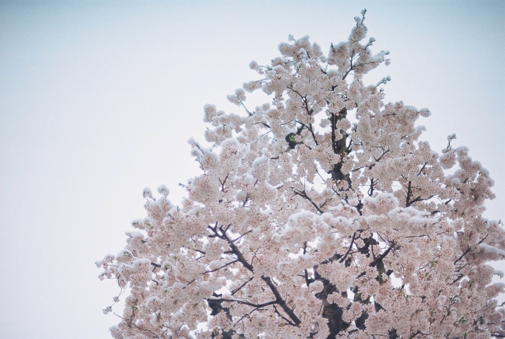 Sakura and snow