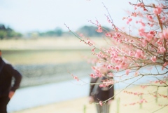 ume blossom