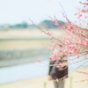 ume blossom