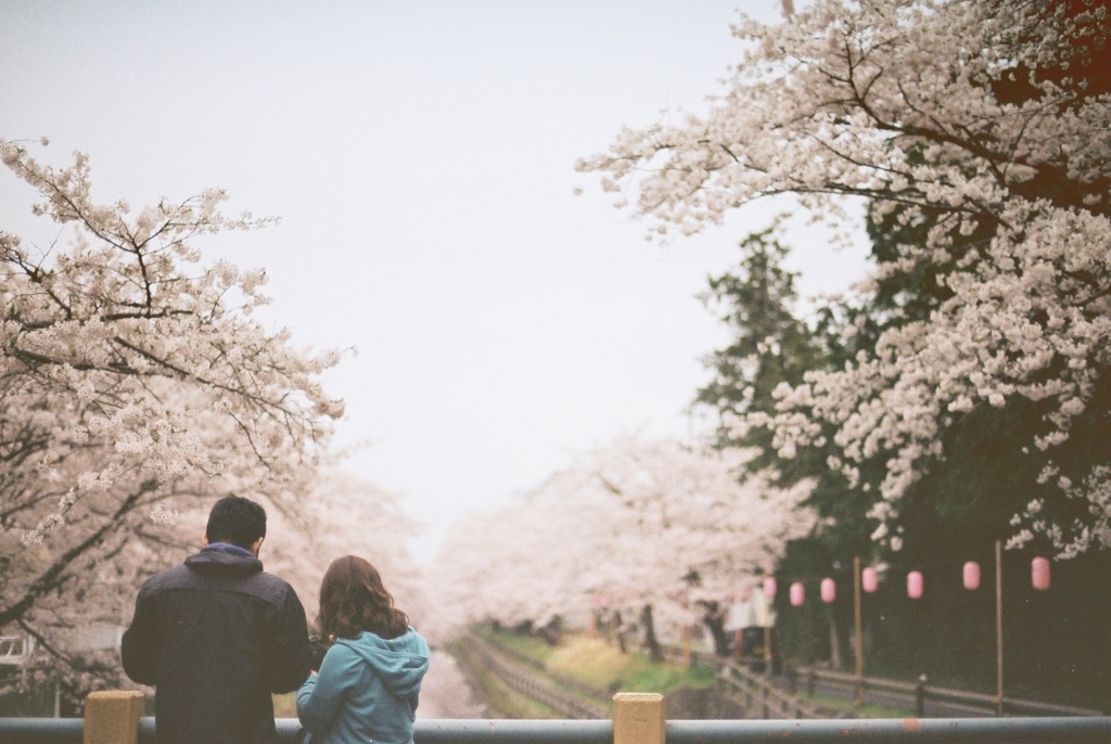 sakura-iro