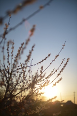 twilight