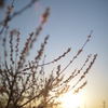 twilight
