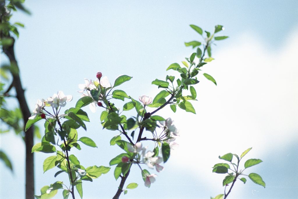 りんごの花