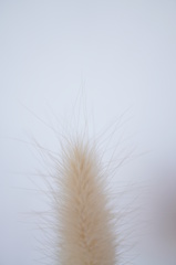 Softly