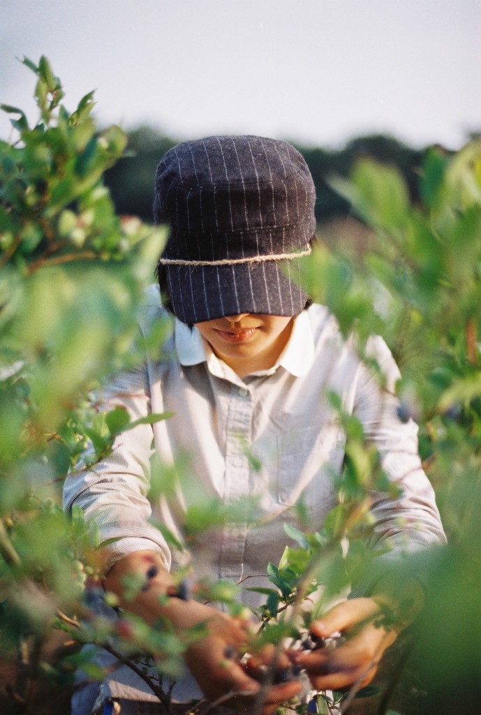 Blueberry picking