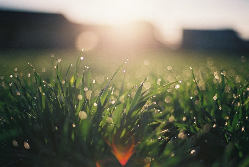 Drops of morning　２