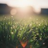 Drops of morning　２