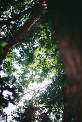 Tree climbing