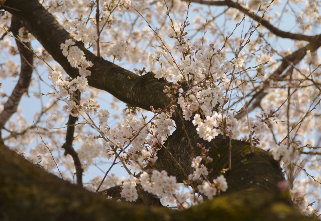 sakura tree