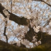 sakura tree