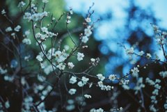 ume blossom