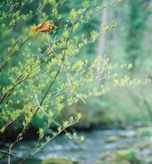 Sound rain, the river, the forest